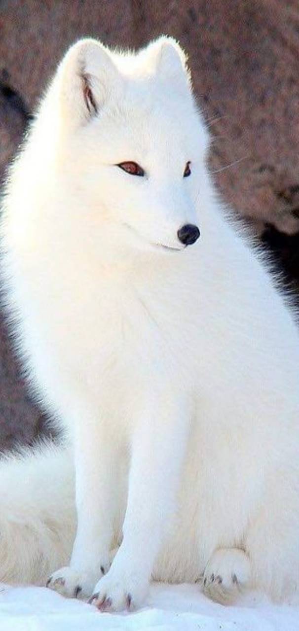 ANIMALS  b  f  e    f      aa    d  d dde