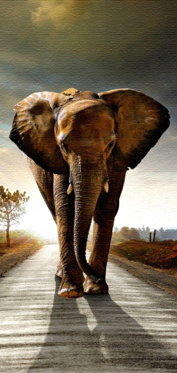 Animal e  da     ac     d  e      e  ef   f