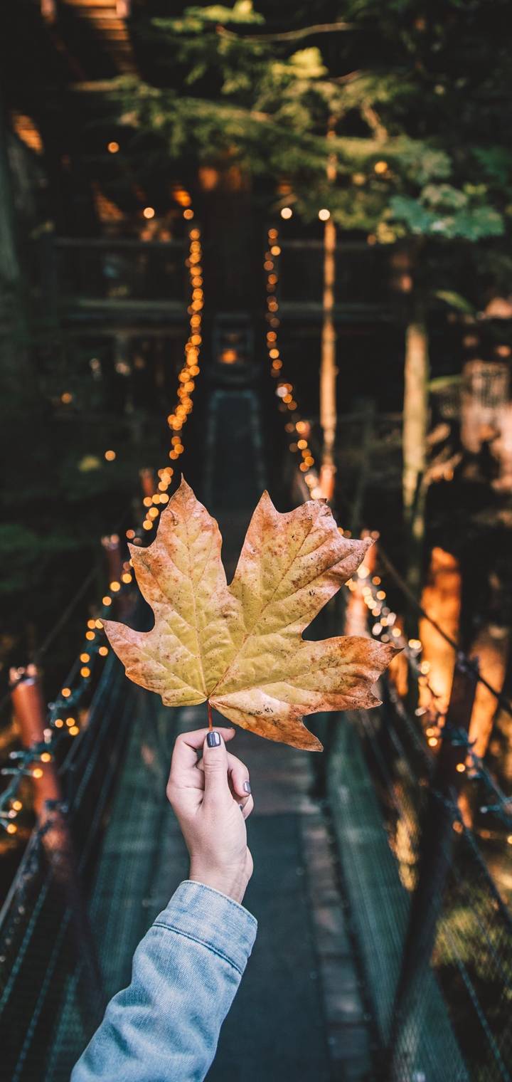 Autumn Vibes
