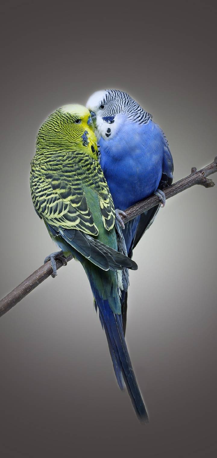 BIRDS     c a   ce   dc  b b    cce  c dbb