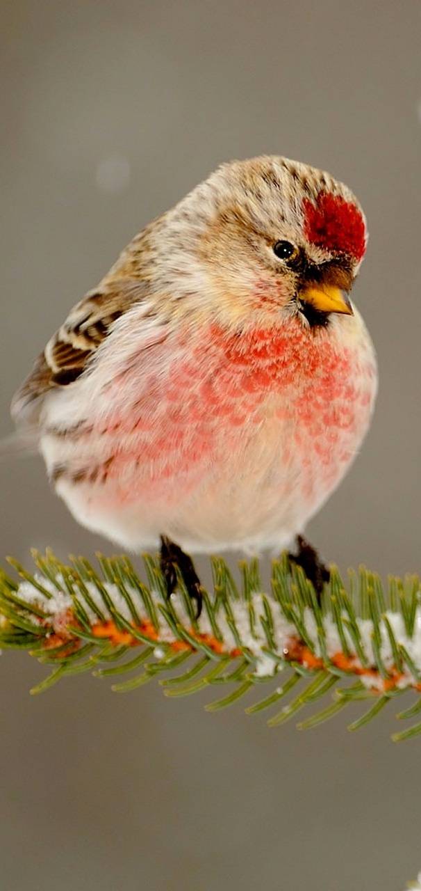 Birds  be      c eb  e    a b  f  c