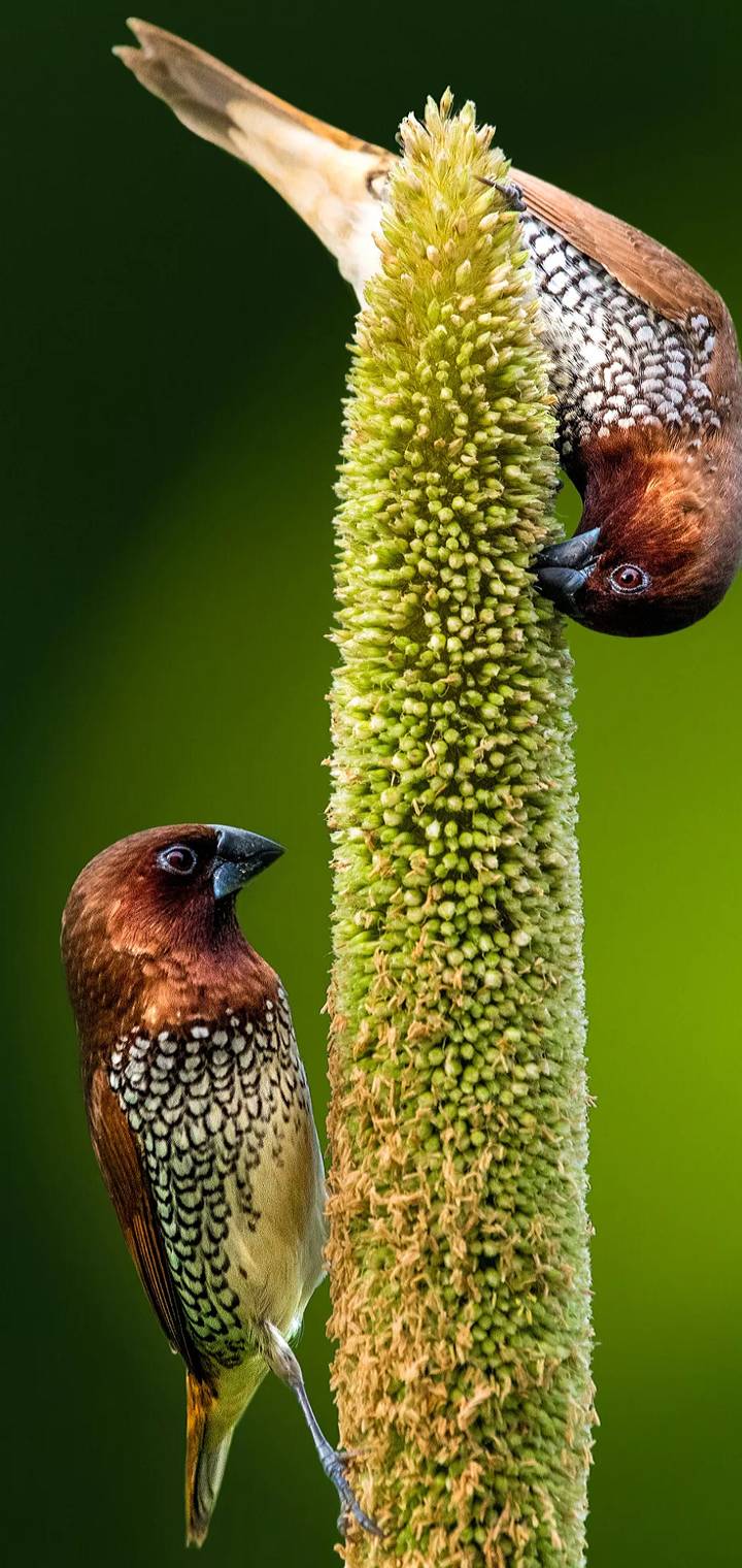 Birds    e   f  f     b       f   e      d