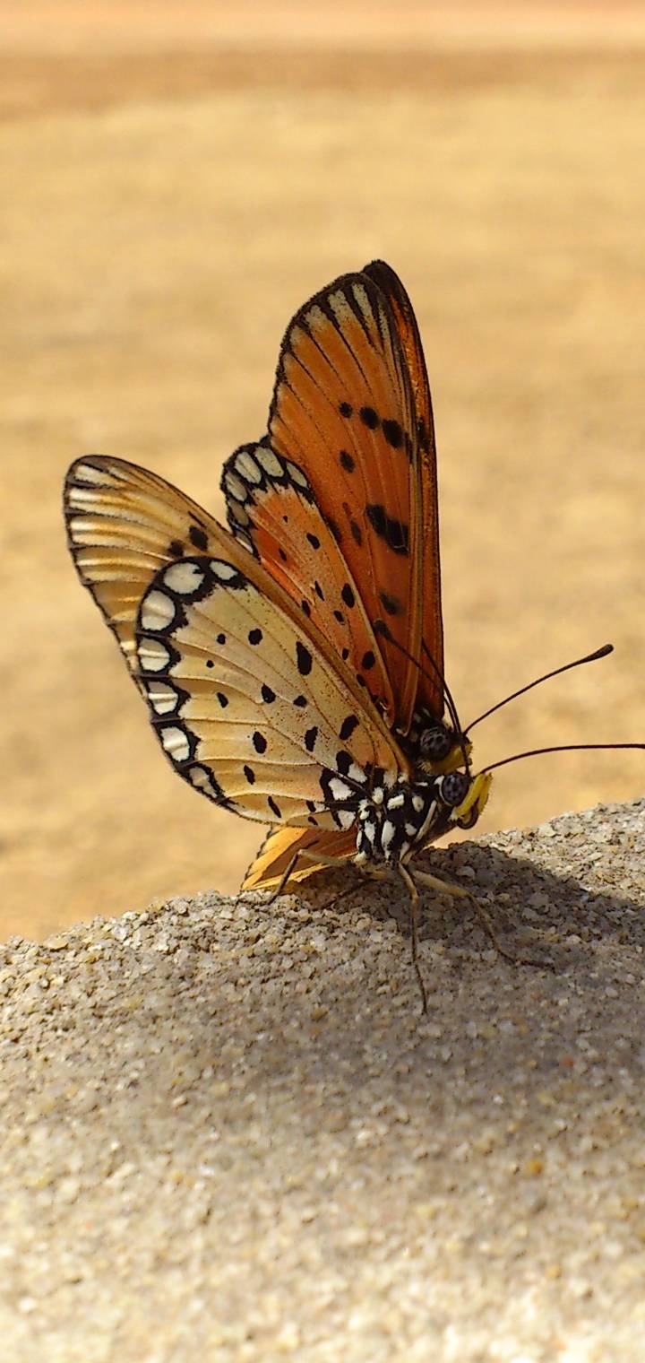 Butterfly Love  fec a         a d    d   bda f c f