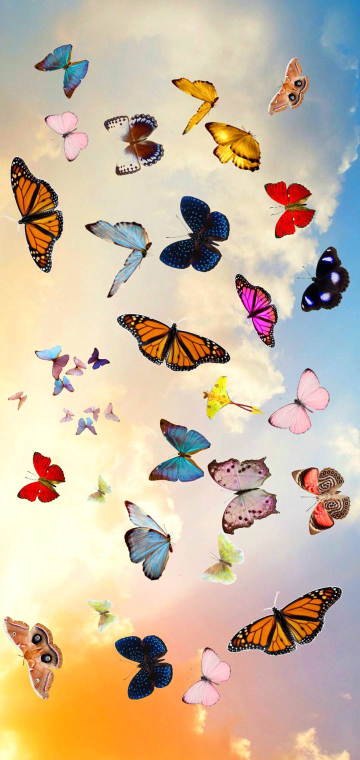 Butterfly a  d     bd    d      e d cf d d