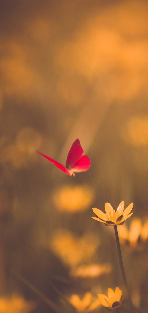 Butterfly ee  dab  aabe    e   e     e  fe