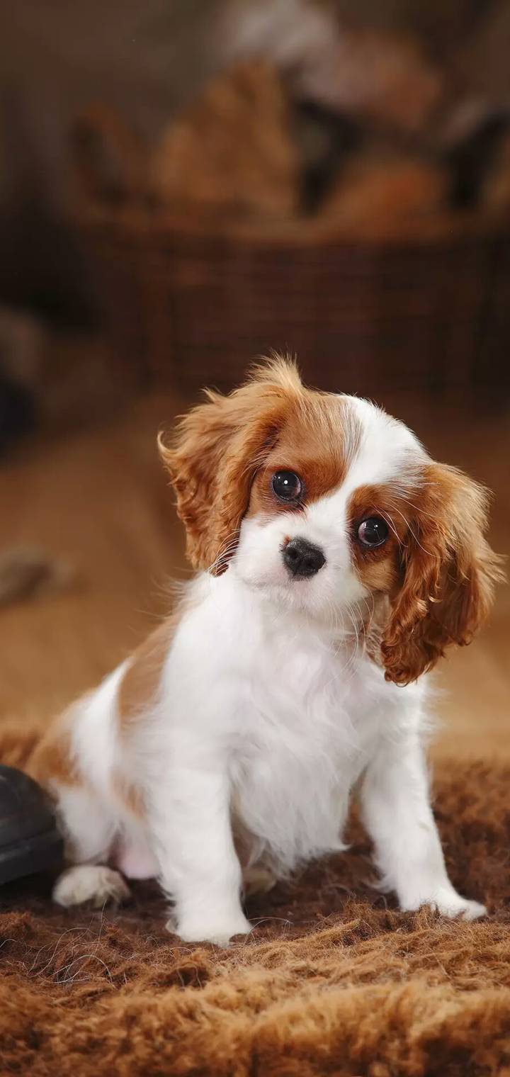 Cute Dog bea  d     d   faa ae f   cf    cbdd