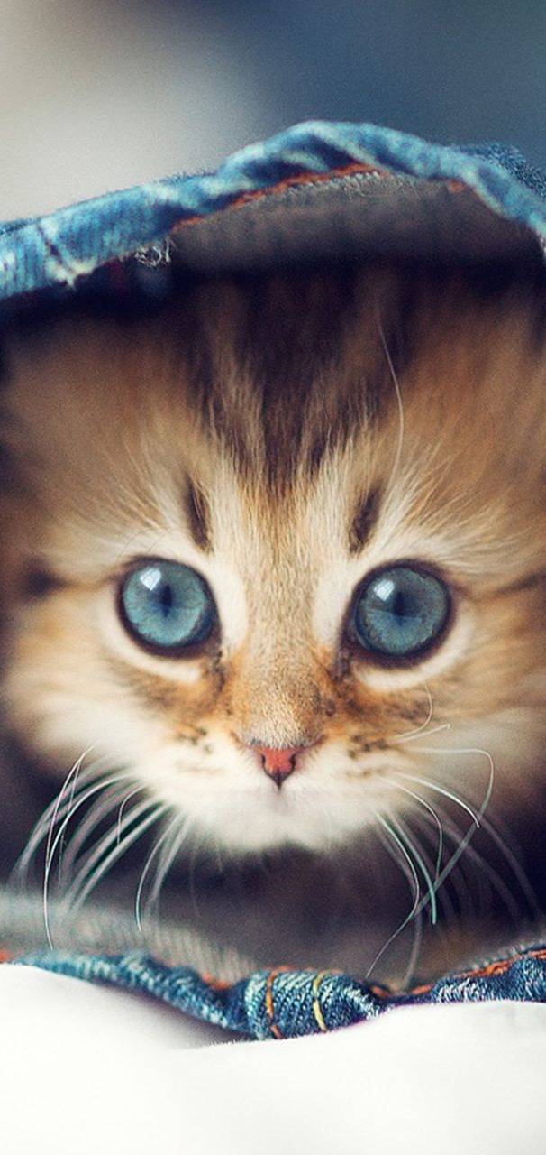 Cute Kitten c    ee   e f      b     bb ad e