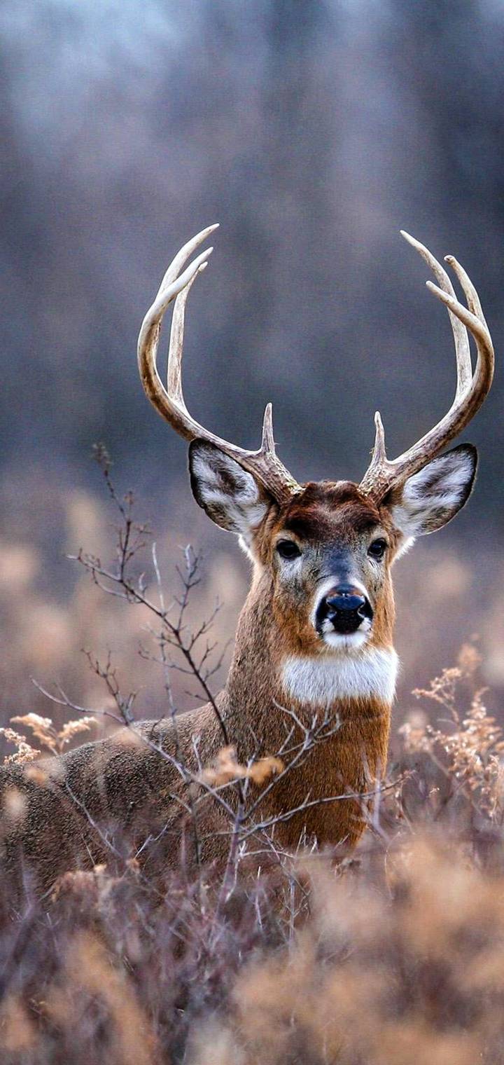 Deer   b       f    f   a c  b  dd  aa  d