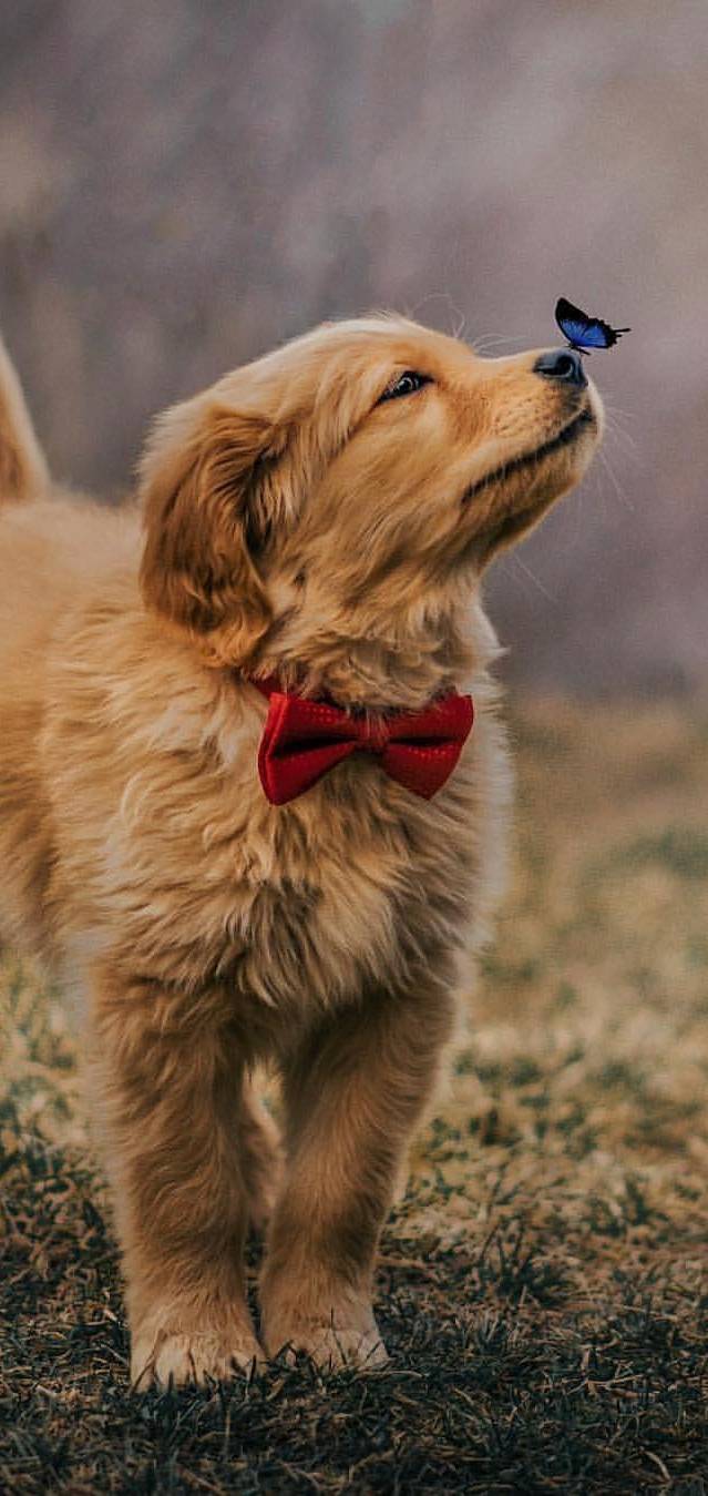 Doggy bad c e             b    fb     b  a