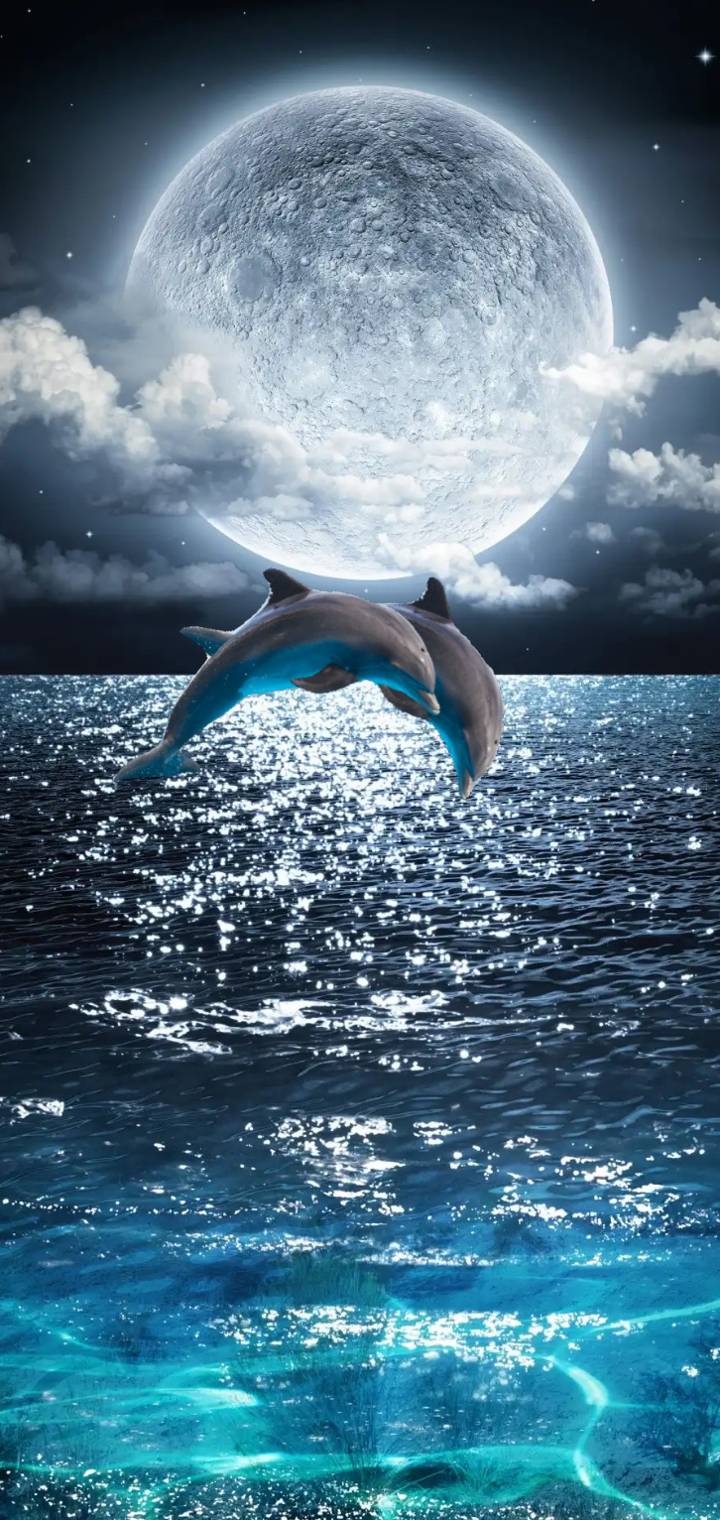 Dolphins jumping e a   ae f      a  b ae f f f e