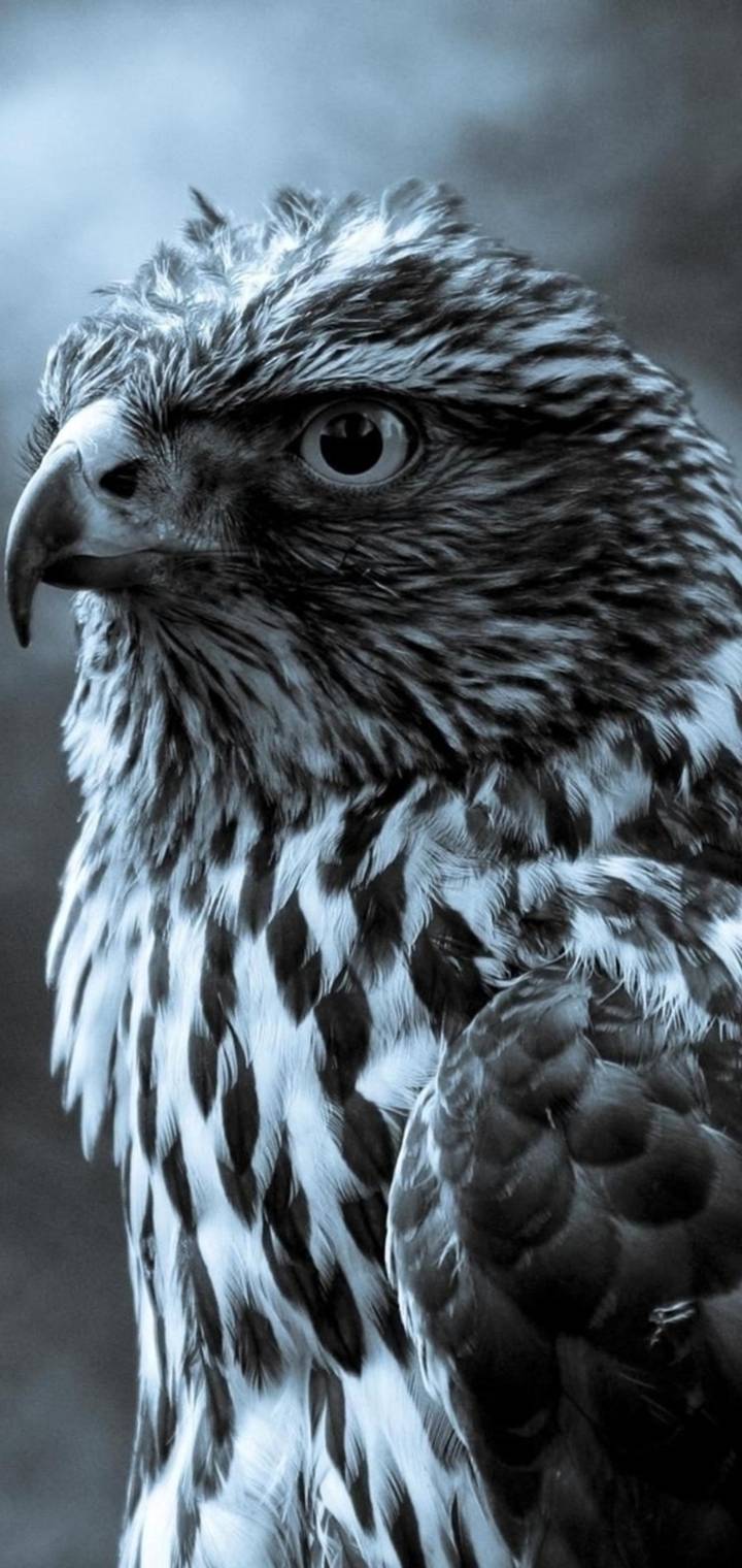 Eagle Bird Animal ea    fa  dcd   f   b   b a c c   a