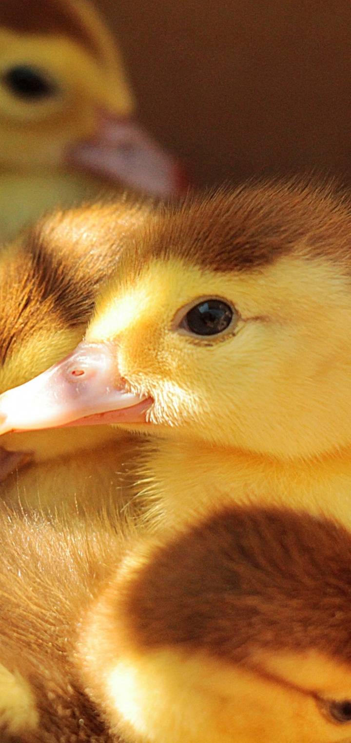 Funny Animals   ce ce   e           c  b c   ea