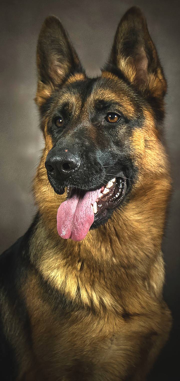 German shepherd dog     a b   adc  e b  a    f   c   f c