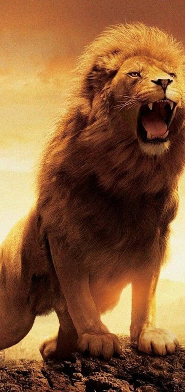 Lion       a  fe e         b    aece e ea