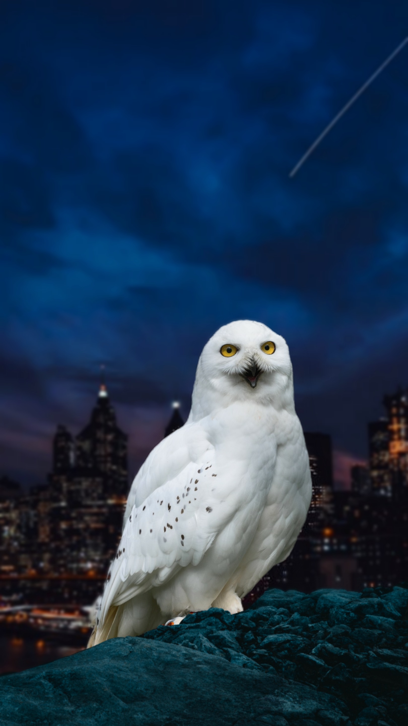 Owl WALLPAPERS biLWpYNiGM  lZoOJtvb