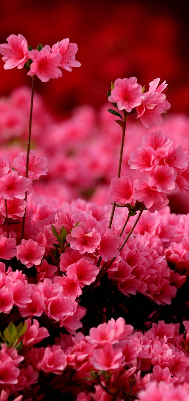 Pink Azalea  f