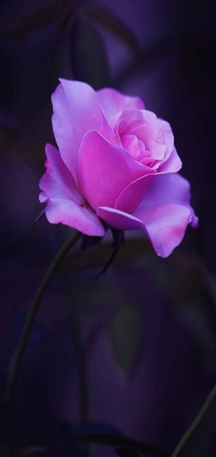 Pink Rose  e be
