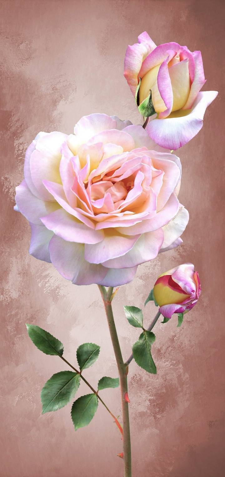 Pink Roses d