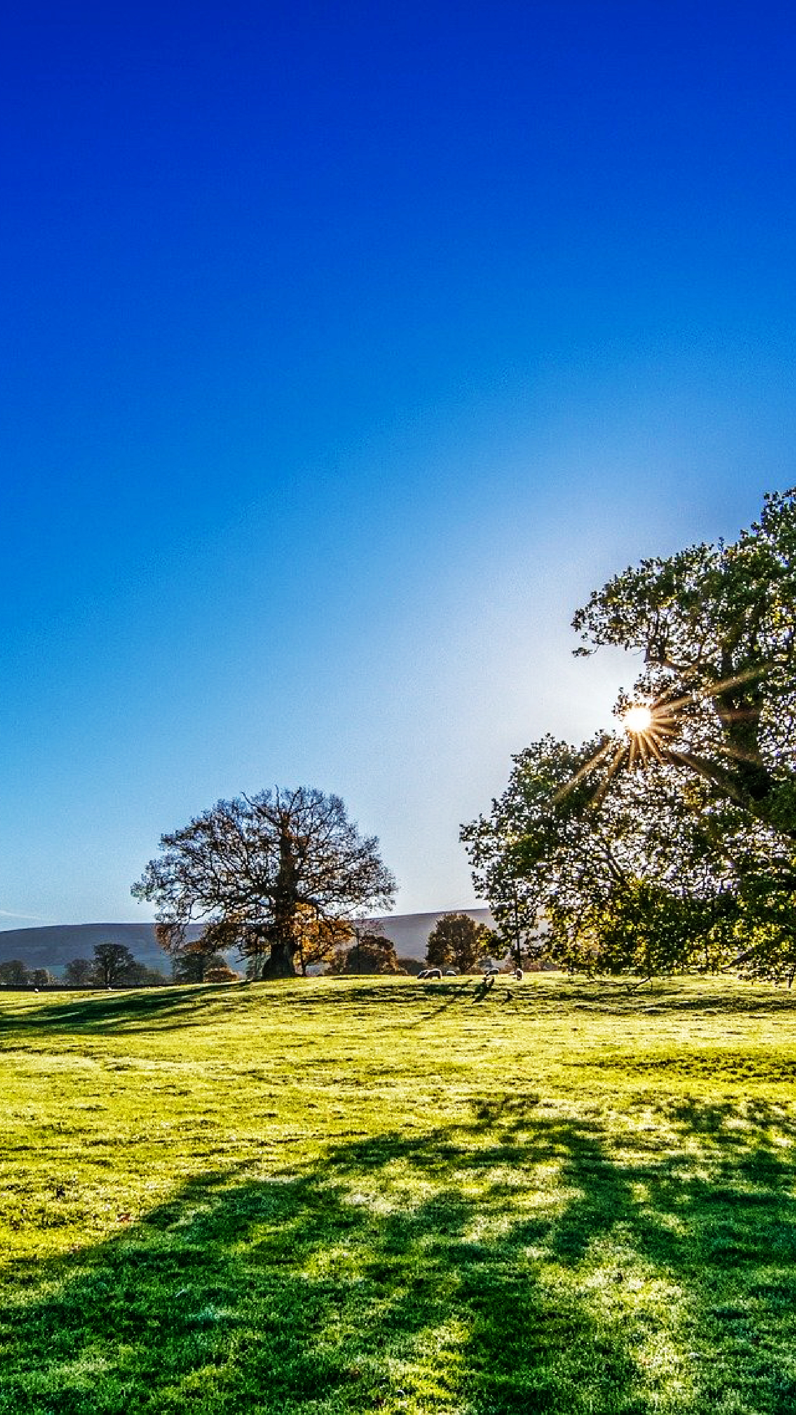 Tree Sun SunshiRS dhJWNpbUuXAnndAJI NQ