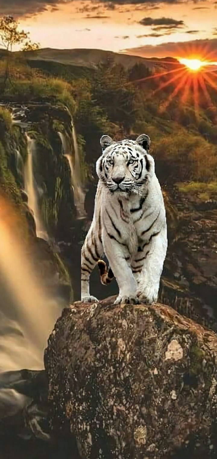 White Tiger f  a   d        e   f c ea   b   b b