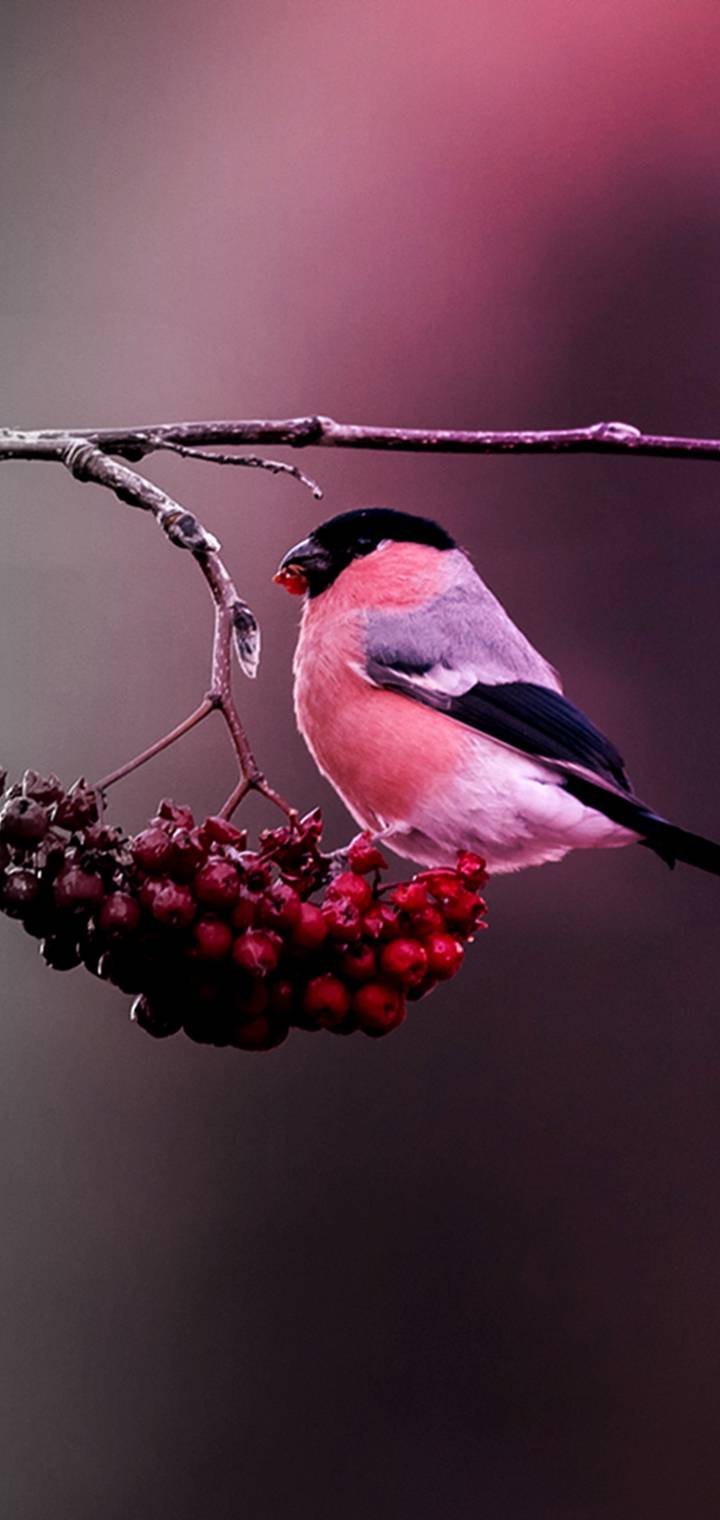 Winter Bird   c a     cbf  db   eba  d f e  eb b