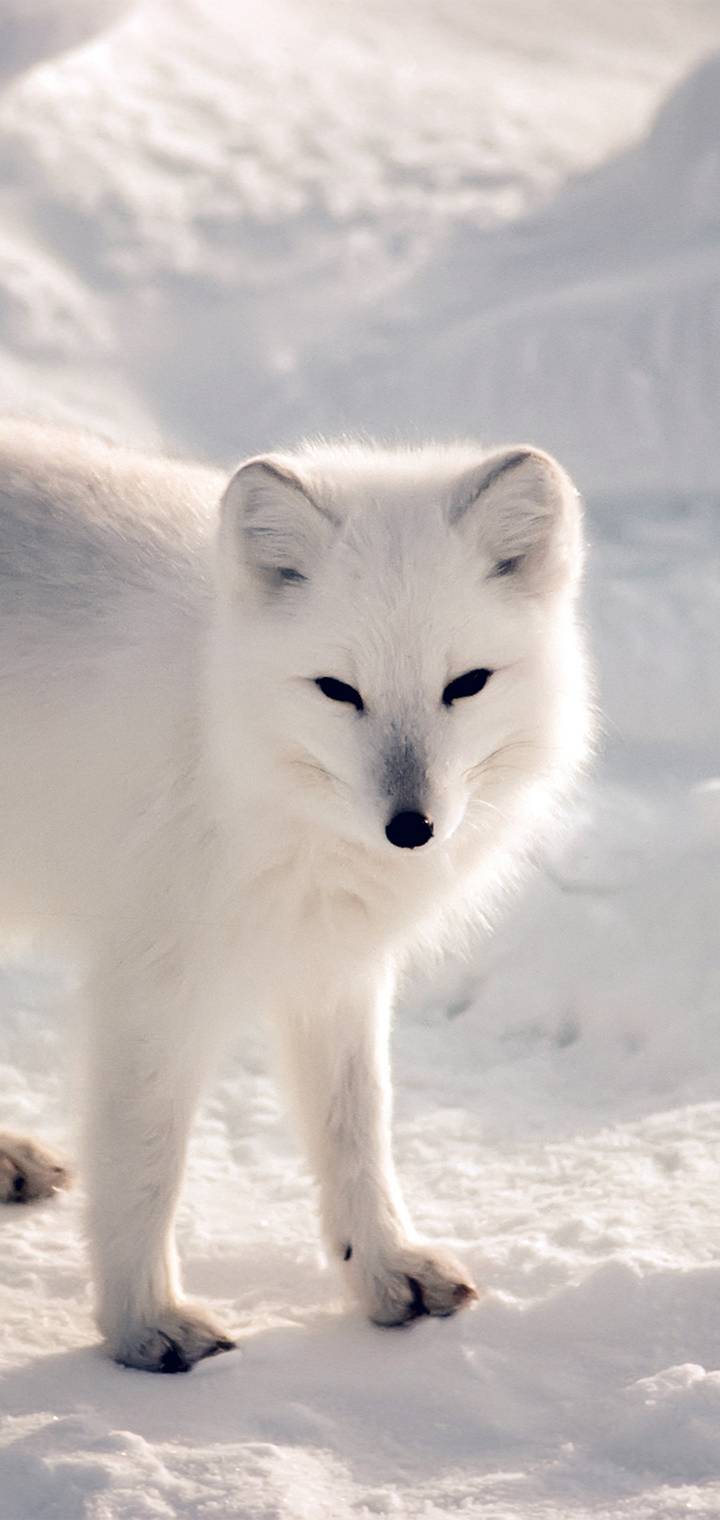 animal eec  c d d e     e  b     eaa    f a