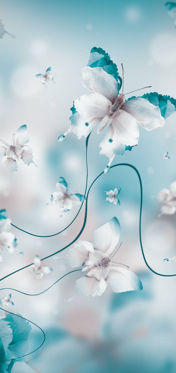 butterflies  d   cc   d    dd    ac bb  d ba   f