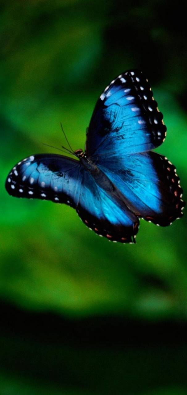 butterfly        d  e     a     a   ac e     d