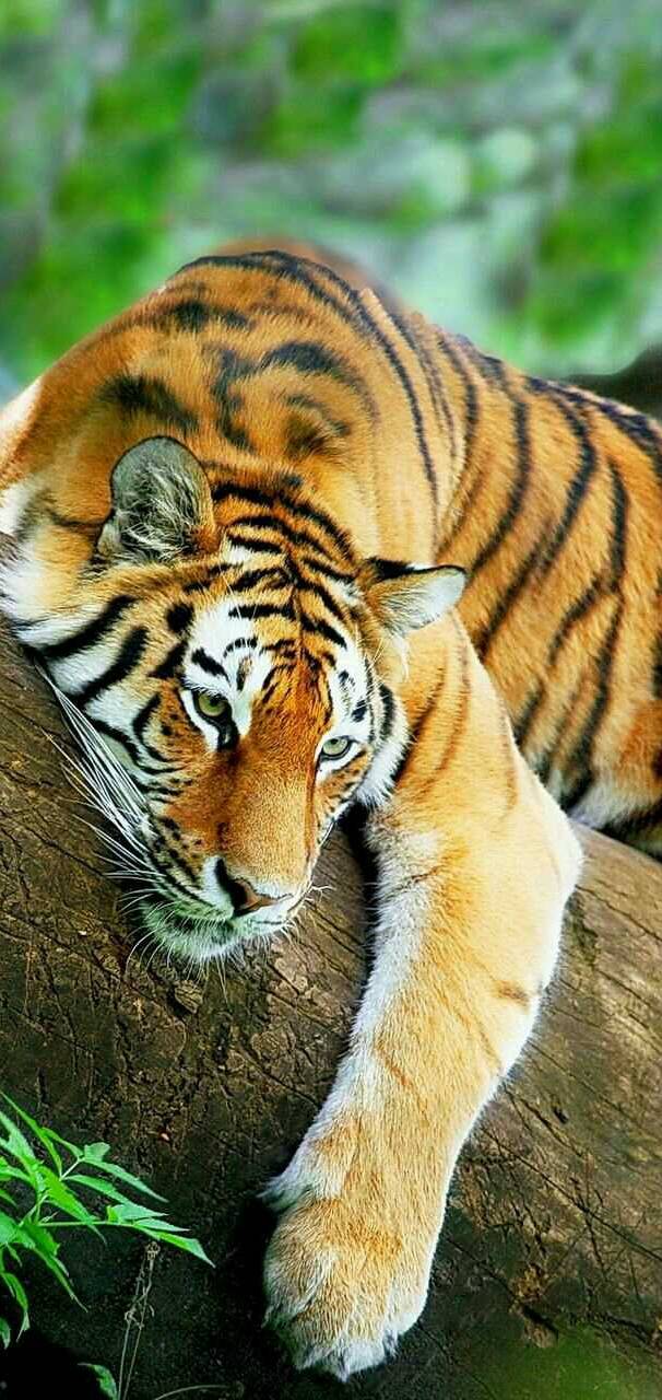 tiger   af d   d  b    b      a b   a ffc